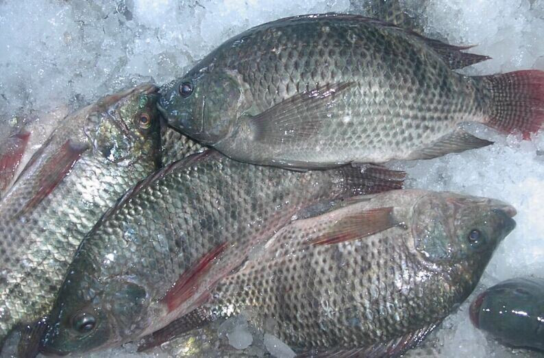 Tilapia (Frozen)